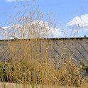 Deschampsia caespitosa 'Dolden Dew'